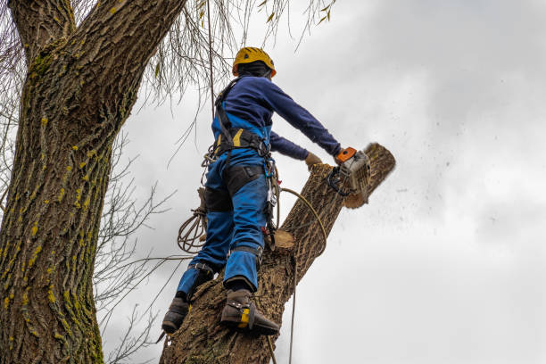 Best Tree Removal  in Maplewood, MN